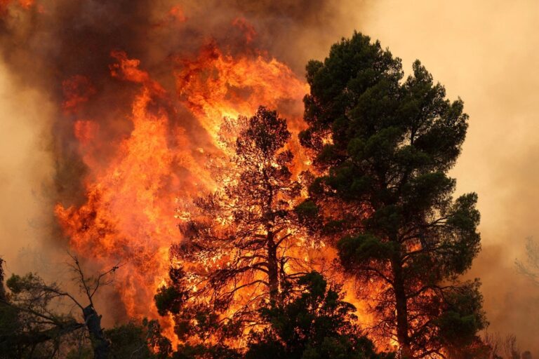 Europe's Wildfire Crisis: The Numbers Behind a Continent on Fire