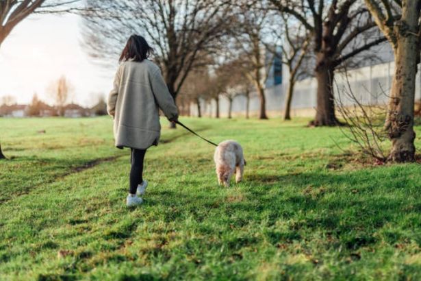 Hastings Council Considers Fines for Dog Walkers Who Fail to Carry Poo Bags